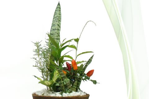 FOTO_COLUNA 22-06-2010