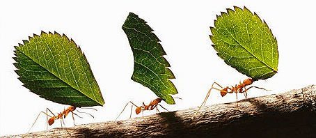 BLOG GRANDE INTERNO_COMO FORMIGUINHAS BLOG GRANDE INTERNO_COMO FORMIGUINHAS