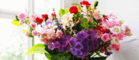 BLOG GRANDE INTERNO_FLORES E SIGNOS