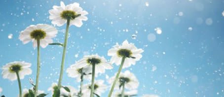 BLOG GRANDE INTERNO_O SIGNIFICADO DE ALGUMAS FLORES BLOG GRANDE INTERNO_O SIGNIFICADO DE ALGUMAS FLORES