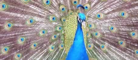 BLOG GRANDE INTERNO_VENCENDO O NOSSO EGO BLOG GRANDE INTERNO_VENCENDO O NOSSO EGO