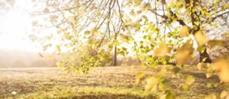 BLOG GRANDE INTERNO_A SIMBOLOGIA DAS ARVORES E PLANTAS BLOG GRANDE INTERNO_A SIMBOLOGIA DAS ARVORES E PLANTAS