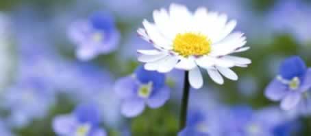 BLOG GRANDE INTERNO_SIMBOLOGIA DAS FLORES BLOG GRANDE INTERNO_SIMBOLOGIA DAS FLORES