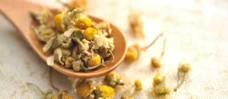 BLOG GRANDE INTERNO_ERVAS PARA CADA OBJETIVO DE VIDA BLOG GRANDE INTERNO_ERVAS PARA CADA OBJETIVO DE VIDA