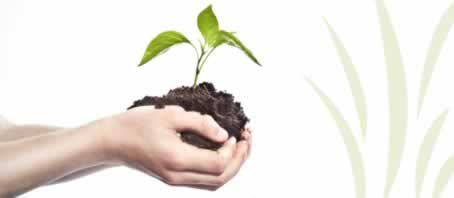 BLOG GRANDE INTERNO_AS PLANTAS TAMBEM SENTEM BLOG GRANDE INTERNO_AS PLANTAS TAMBEM SENTEM