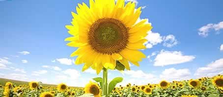 BLOG GRANDE INTERNO_FLORES ERVAS E PLANETAS BLOG GRANDE INTERNO_FLORES ERVAS E PLANETAS