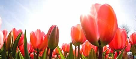 BLOG GRANDE INTERNO_FLORES INDICADAS PARA CADA SIGNO BLOG GRANDE INTERNO_FLORES INDICADAS PARA CADA SIGNO