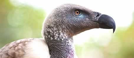 BLOG GRANDE INTERNO_O URUBU