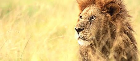 BLOG-GRANDE-INTERNO_UM-LEAO-POR-DIA