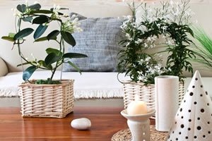 fengshui_plantas